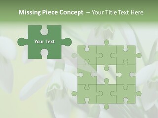 Beauty In Nature Snowdrops Flower PowerPoint Template