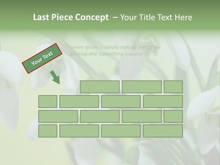 Beauty In Nature Snowdrops Flower PowerPoint Template