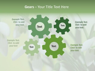 Beauty In Nature Snowdrops Flower PowerPoint Template