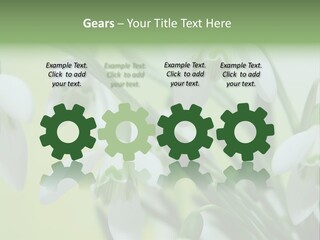 Beauty In Nature Snowdrops Flower PowerPoint Template