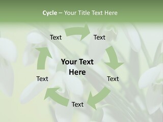 Beauty In Nature Snowdrops Flower PowerPoint Template