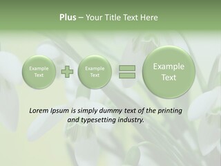 Beauty In Nature Snowdrops Flower PowerPoint Template