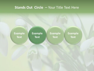 Beauty In Nature Snowdrops Flower PowerPoint Template