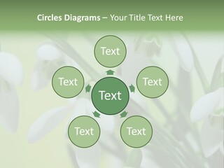 Beauty In Nature Snowdrops Flower PowerPoint Template
