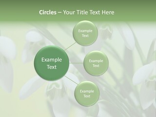 Beauty In Nature Snowdrops Flower PowerPoint Template