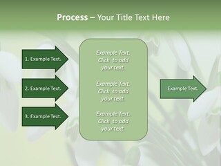 Beauty In Nature Snowdrops Flower PowerPoint Template