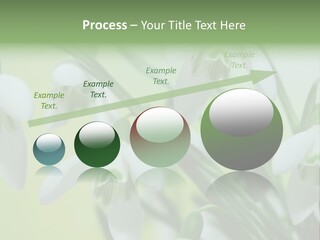 Beauty In Nature Snowdrops Flower PowerPoint Template