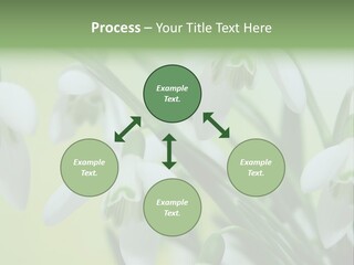 Beauty In Nature Snowdrops Flower PowerPoint Template