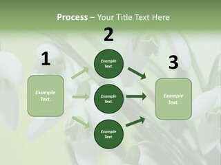 Beauty In Nature Snowdrops Flower PowerPoint Template