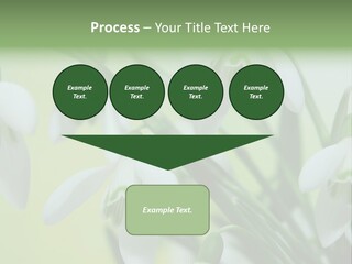 Beauty In Nature Snowdrops Flower PowerPoint Template