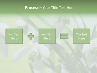 Beauty In Nature Snowdrops Flower PowerPoint Template