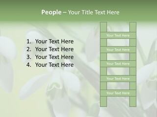 Beauty In Nature Snowdrops Flower PowerPoint Template