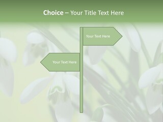 Beauty In Nature Snowdrops Flower PowerPoint Template