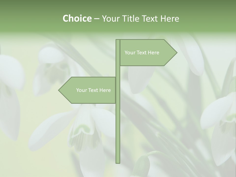 Beauty In Nature Snowdrops Flower PowerPoint Template