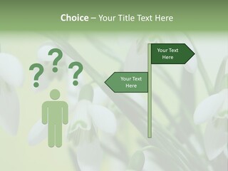 Beauty In Nature Snowdrops Flower PowerPoint Template