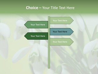 Beauty In Nature Snowdrops Flower PowerPoint Template