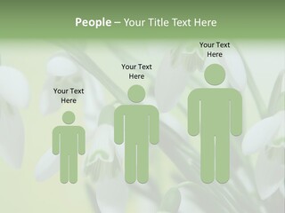 Beauty In Nature Snowdrops Flower PowerPoint Template