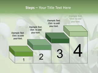Beauty In Nature Snowdrops Flower PowerPoint Template