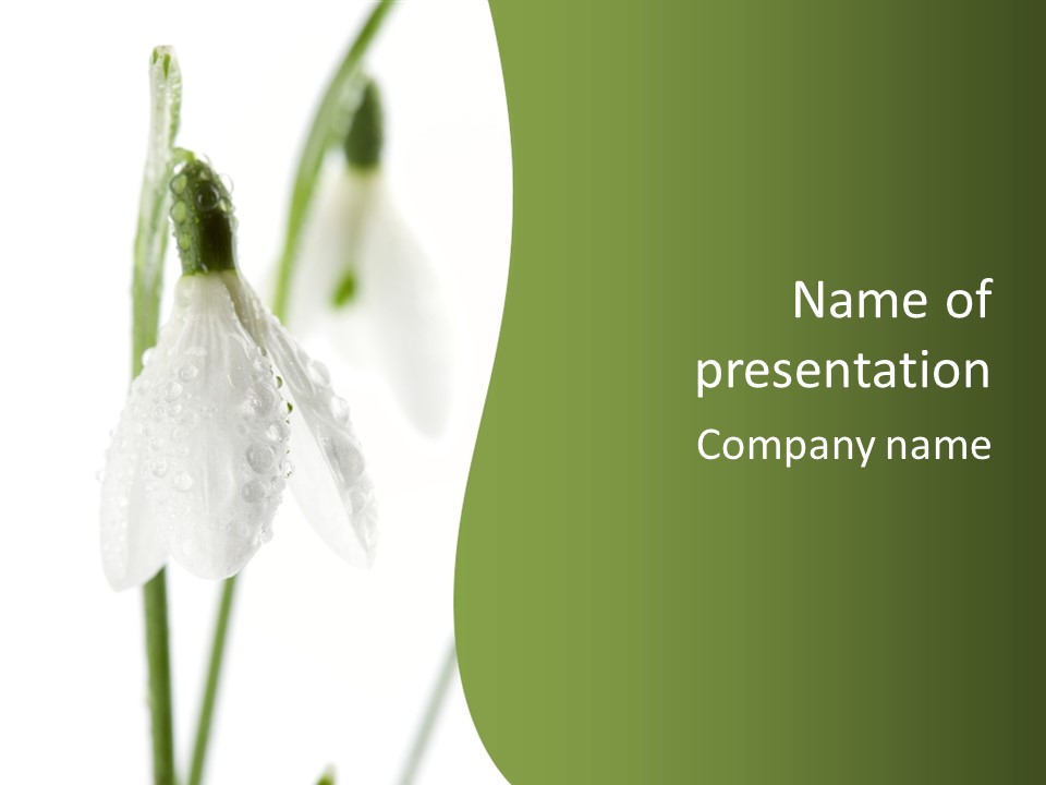 Snowdrop White Morning PowerPoint Template