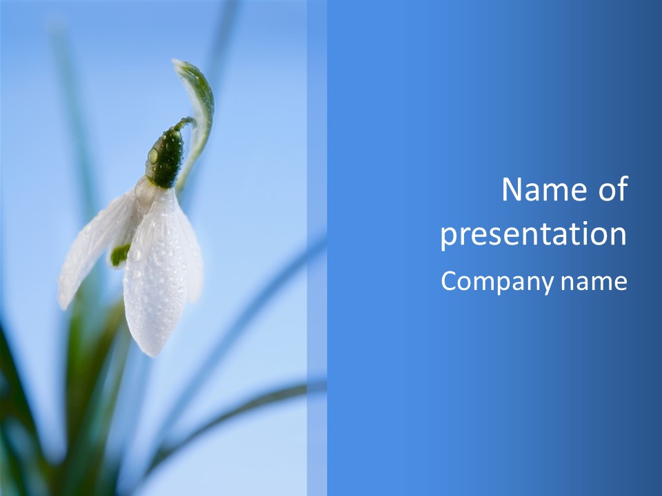 Day Park Blossom PowerPoint Template