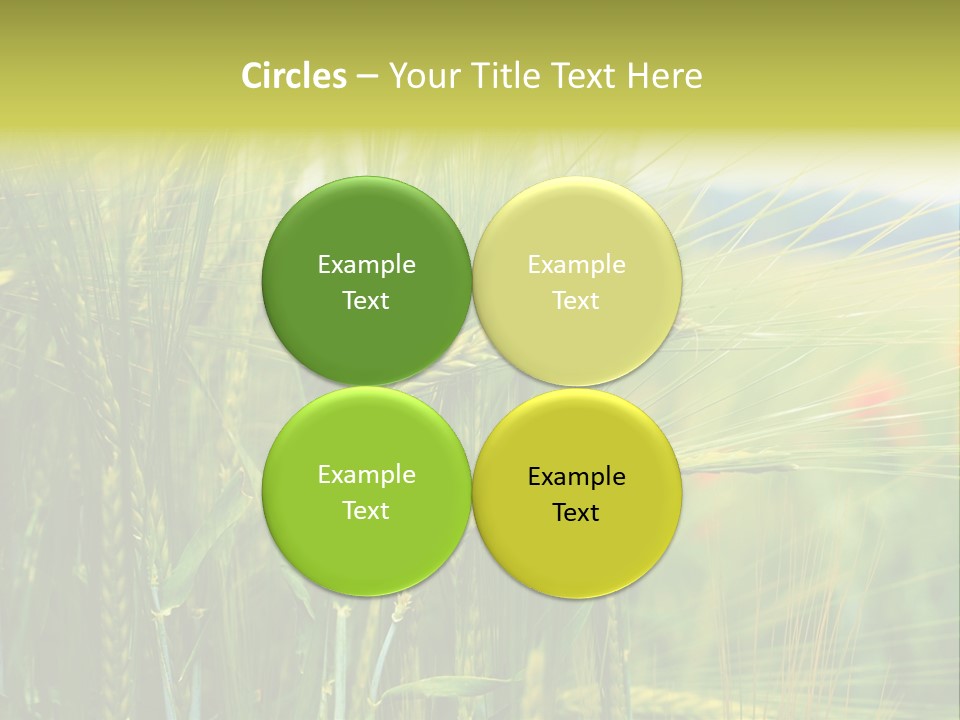 Gras Mohnblume Klatschmohn PowerPoint Template