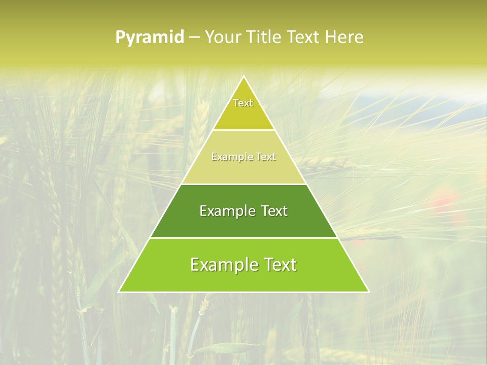 Gras Mohnblume Klatschmohn PowerPoint Template