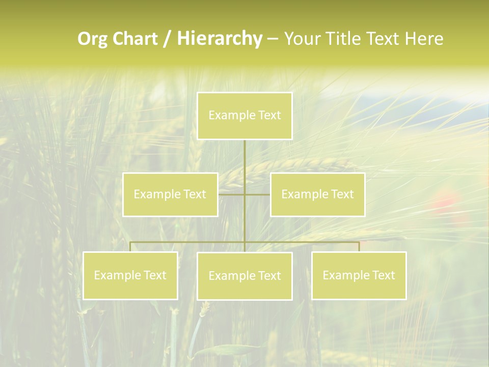 Gras Mohnblume Klatschmohn PowerPoint Template