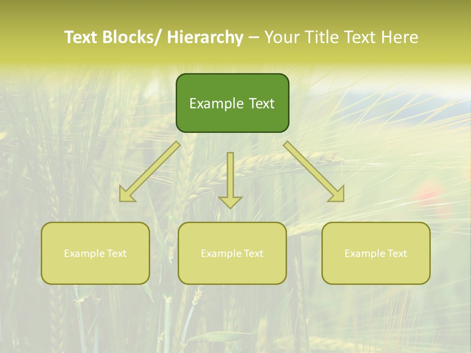 Gras Mohnblume Klatschmohn PowerPoint Template