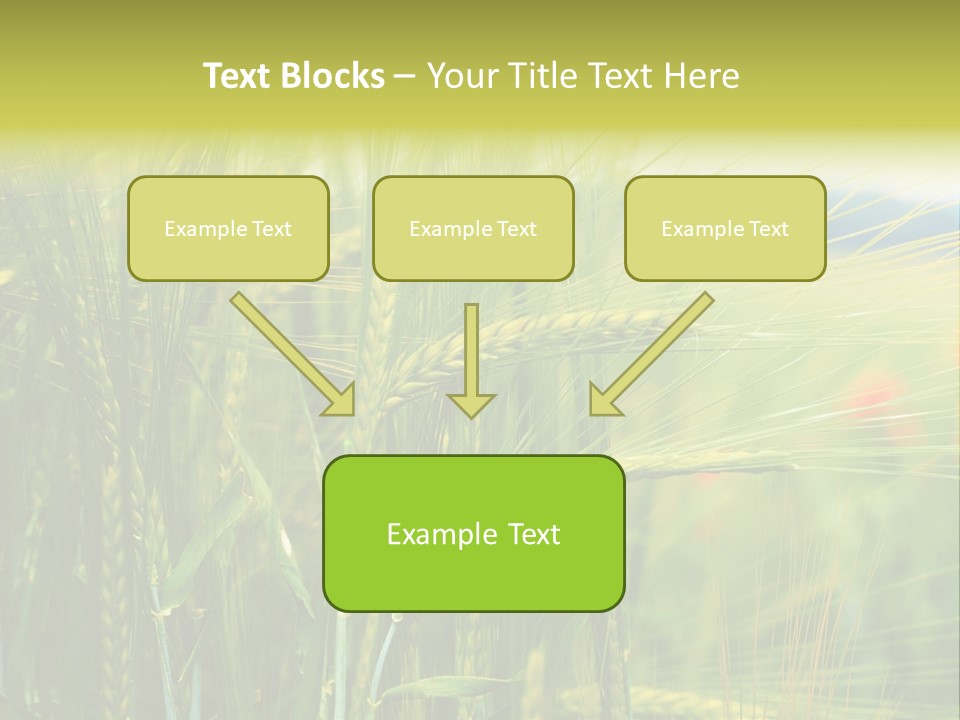 Gras Mohnblume Klatschmohn PowerPoint Template