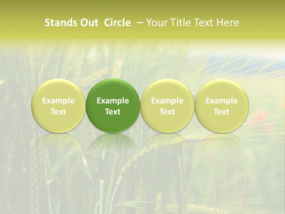 Gras Mohnblume Klatschmohn PowerPoint Template