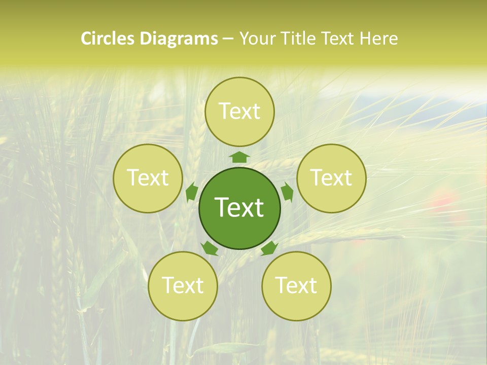 Gras Mohnblume Klatschmohn PowerPoint Template