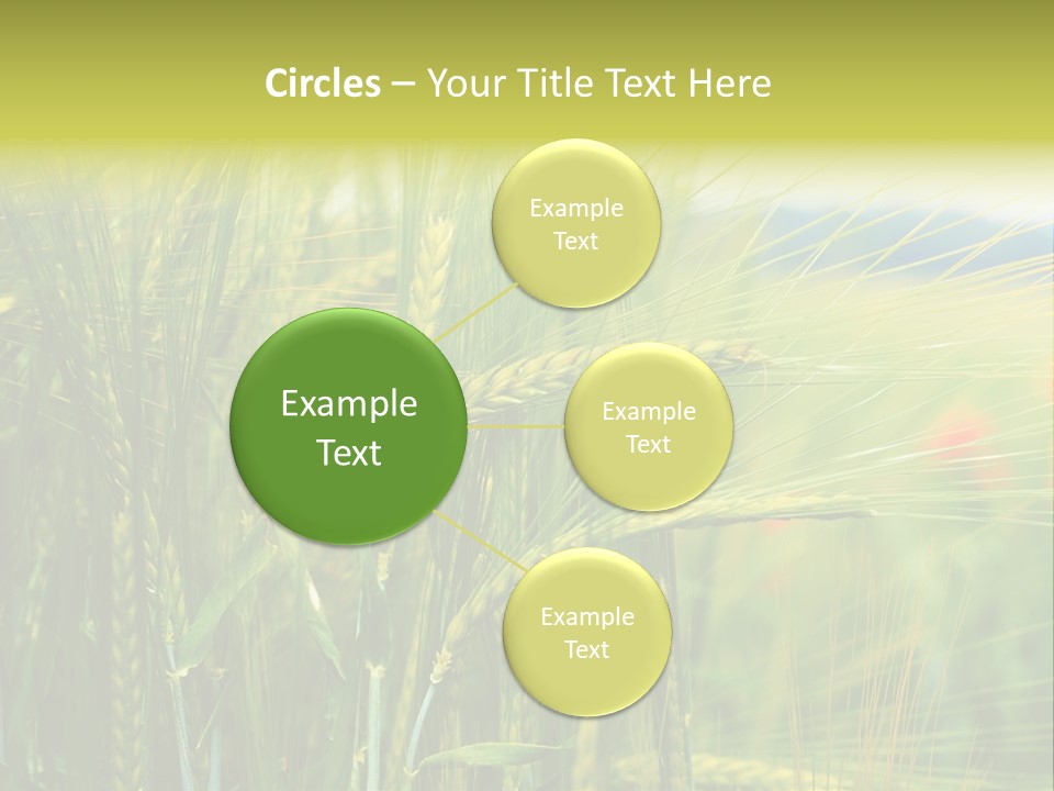 Gras Mohnblume Klatschmohn PowerPoint Template