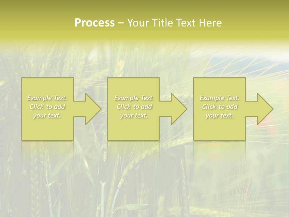 Gras Mohnblume Klatschmohn PowerPoint Template