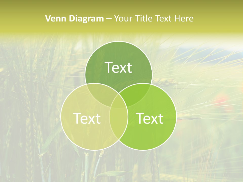 Gras Mohnblume Klatschmohn PowerPoint Template