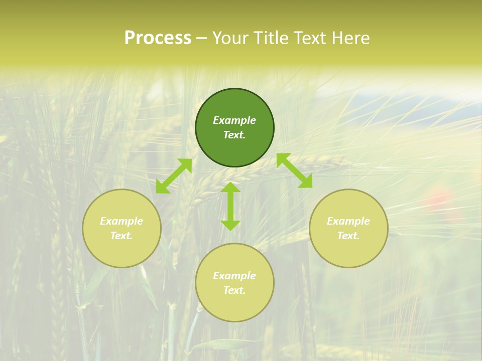 Gras Mohnblume Klatschmohn PowerPoint Template