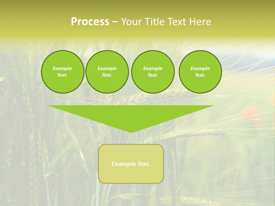 Gras Mohnblume Klatschmohn PowerPoint Template