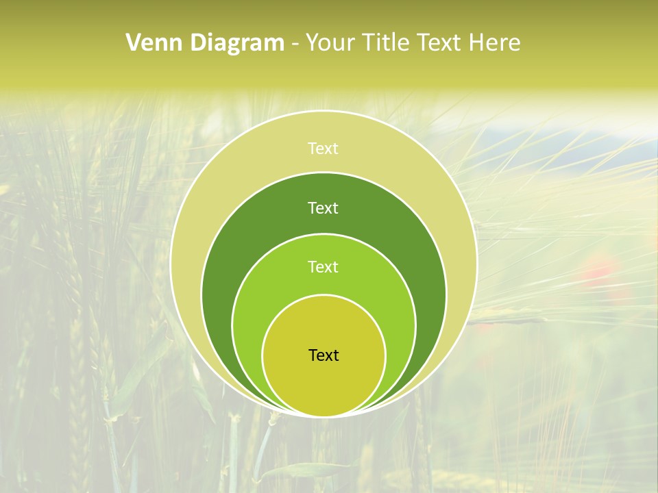 Gras Mohnblume Klatschmohn PowerPoint Template