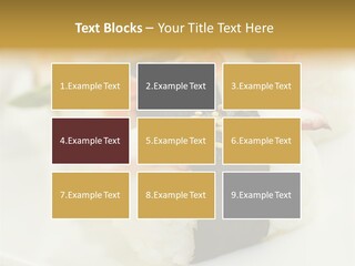 Nori Rolle Sesam PowerPoint Template