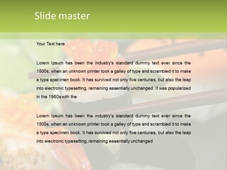 Noribl Spezialit Thunfisch PowerPoint Template