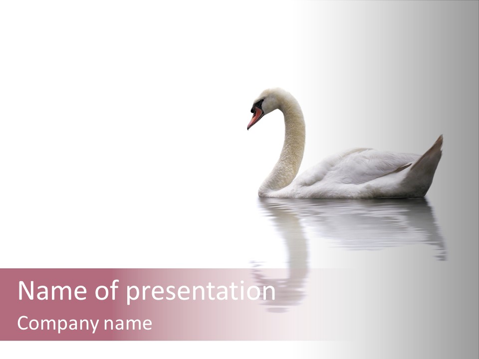 Pristine Beautiful Fidelity PowerPoint Template