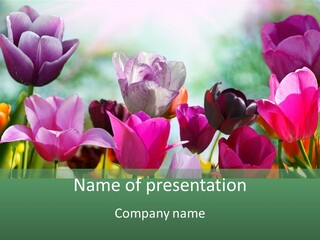 Nature Vivid Mum PowerPoint Template