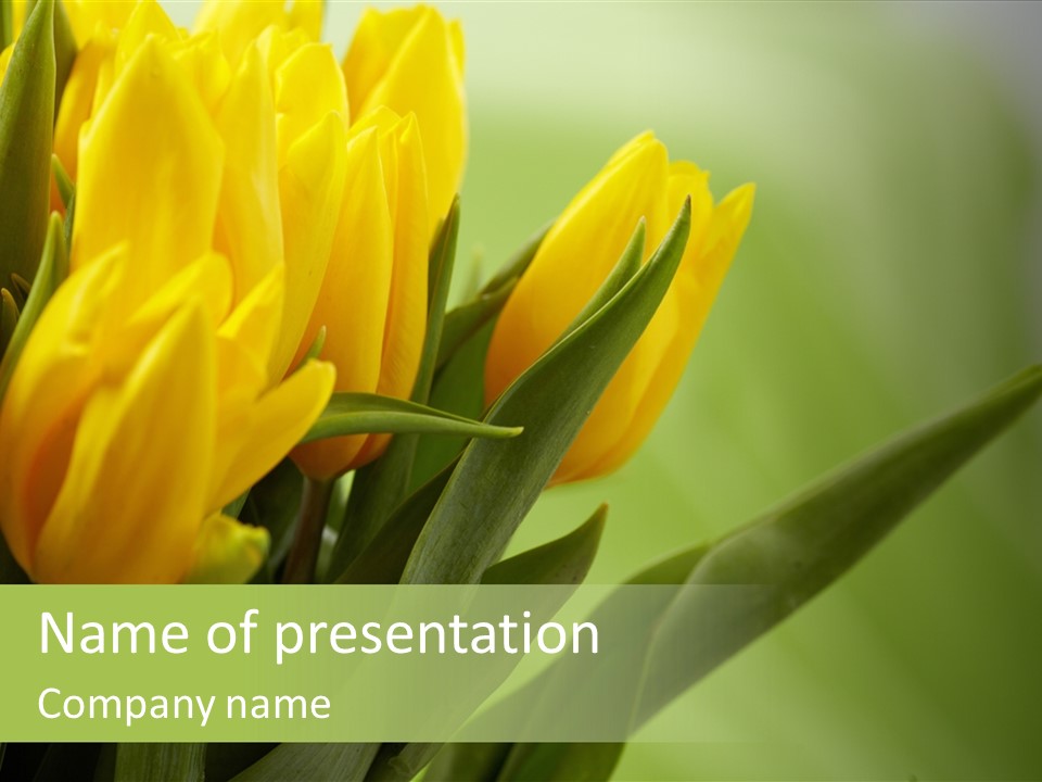 Yellow Collour Bouquet PowerPoint Template