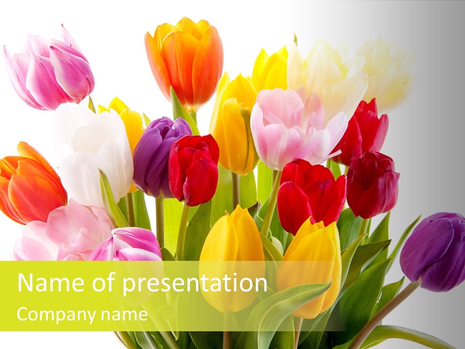 Tulip Typical Tulips PowerPoint Template