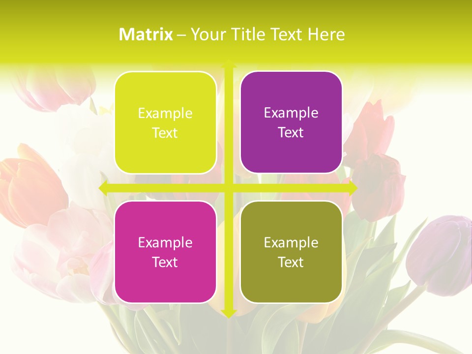 Tulip Typical Tulips PowerPoint Template