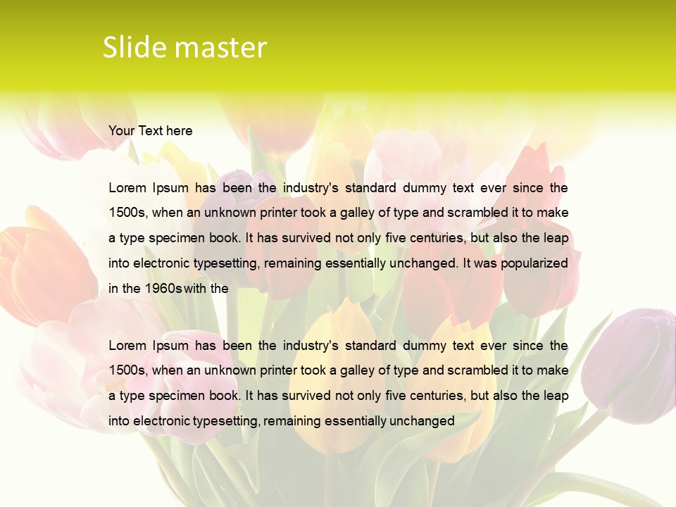 Tulip Typical Tulips PowerPoint Template