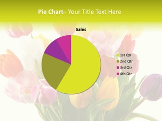 Tulip Typical Tulips PowerPoint Template