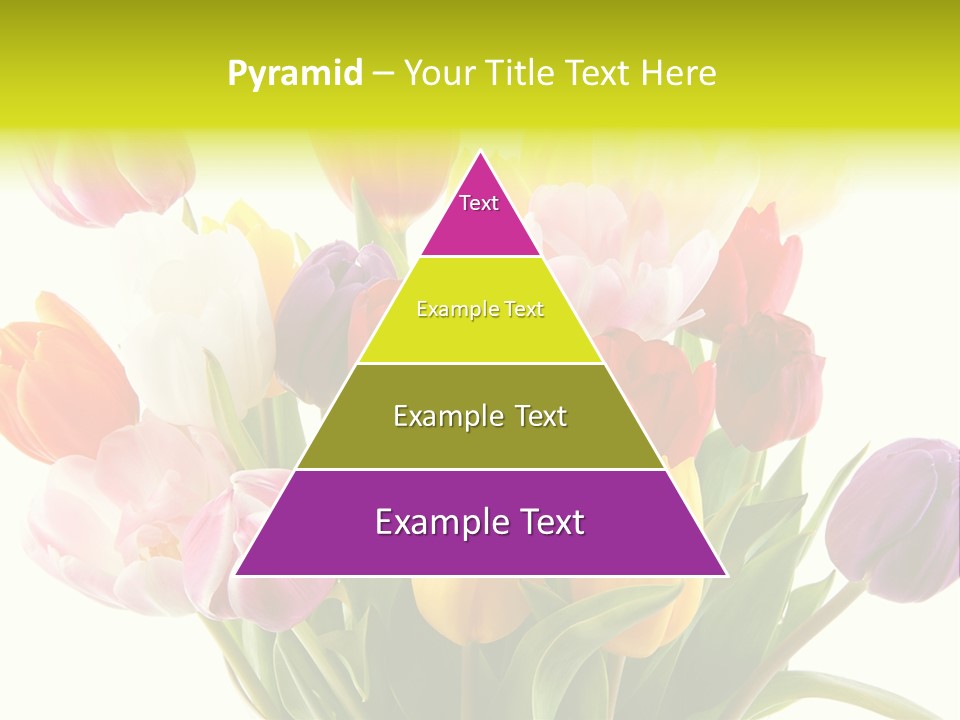 Tulip Typical Tulips PowerPoint Template