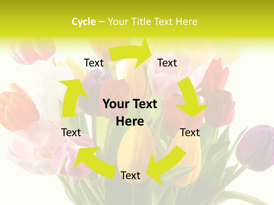 Tulip Typical Tulips PowerPoint Template