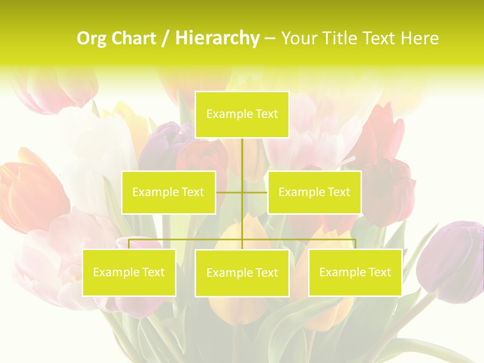 Tulip Typical Tulips PowerPoint Template