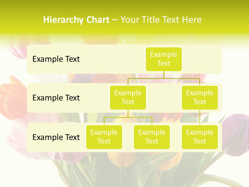 Tulip Typical Tulips PowerPoint Template